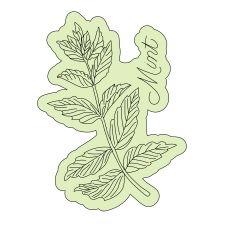 Mint Herb Sketch