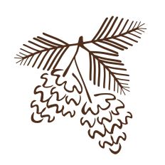 Pine Cone