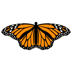 Monarch Butterfly