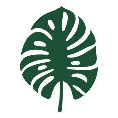 Monstera leaf