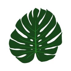 Monstera Leaf 2