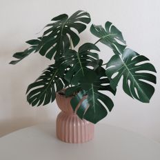 Monstera Leaf 1