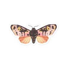 Moth