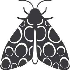 Moth