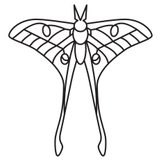 Luna Moth