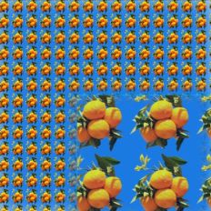 Oranges on the Tree Pattern