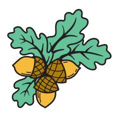 Oak Leaves and Acorns