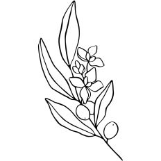 Olive Branch with flowers