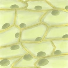 Onion Cell Microscope View Printable Background