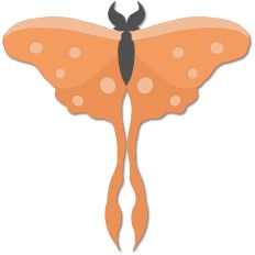 Orange Moth