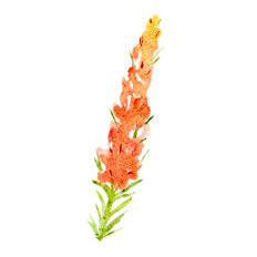 Watercolor Flowers