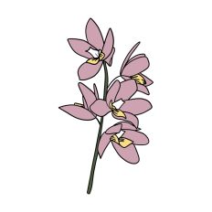 Orchid Illustration