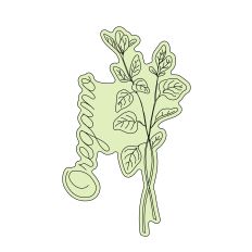 Oregano Herbal Sketch