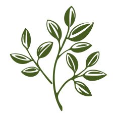 Oregano