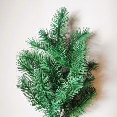 MG Pine