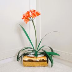 Clivia