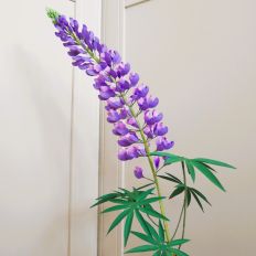 Lupine Flower
