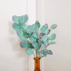 Eucalyptus Polyanthemos