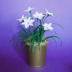 Ipheion Uniflorum