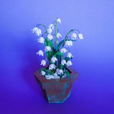 Lily of the Valley