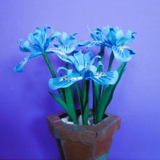 Iris Reticulata