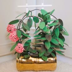 Hoya + Flower Rack