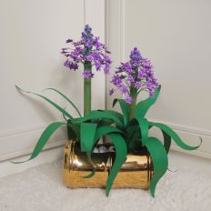 Scilla Peruviana