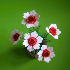 Coreopsis, Ruby Kiss