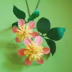 Dahlia Honey
