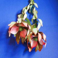 Leucadendron