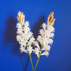 Tuberose