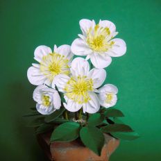 Hellebores Snowfrilles