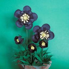Hellebore Black