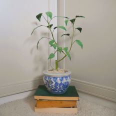Peepal plant