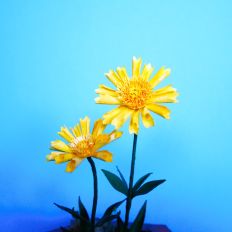 Coreopsis Jethro Tull