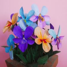 Japanese Violet