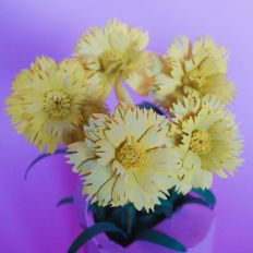 Coreopsis Double the Sun