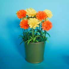 Coreopsis Golden Joy & Grandiflora