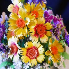 Coreopsis Sunfire & Lanceolata
