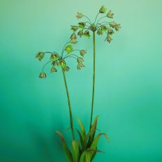 Allium Sicilian Honey Garlic