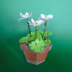 Bloodroot