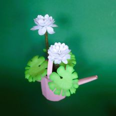 Double Bloodroot
