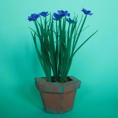 Blue Eyed Grass