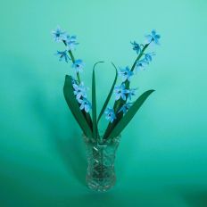 Star of Holland (Siberian Squill)