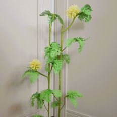 Mimosa Plant