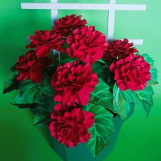 Double Begonia