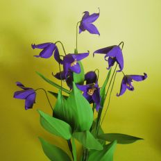 Blue Ribbon Clematis