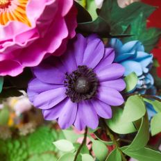 Anemone Lavante Lord Lieutenant