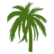 Palm Tree 13