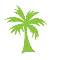 Palm Tree 